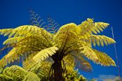 Travel photography:Tree fern near Whanganui, New Zealand