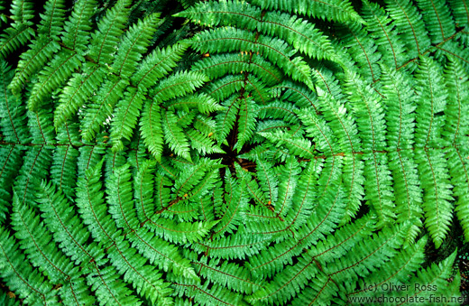 Fern from above