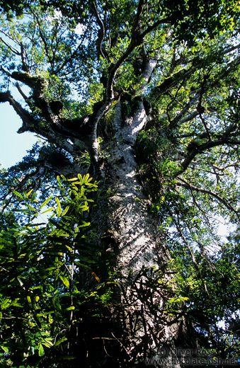 Giant Kauri in Waipuoa Forest