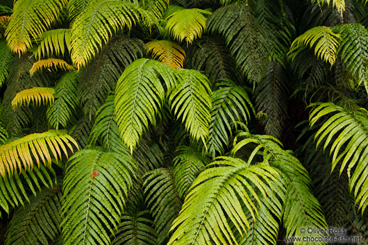 Ferns leaves near Hokitika