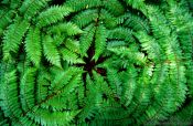 Travel photography:Fern from above, New Zealand