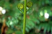 Travel photography:Heart-shaped fern, New Zealand