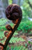 Travel photography:Uncurling tree fern, New Zealand