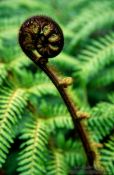 Travel photography:Uncurling fern, New Zealand