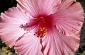 Travel photography:Hibiscus flower, New Zealand