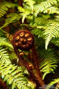 Travel photography:Uncurling fern near Franz Josef Glacier, New Zealand