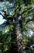Travel photography:Giant Kauri in Waipuoa Forest, New Zealand