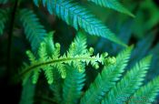 Travel photography:Ferns in Te Urewera Ntl Park, New Zealand