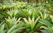 Travel photography:Crown Ferns, New Zealand