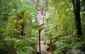 Travel photography:Forest with giant Kauri tree in Waipoua, New Zealand