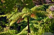 Travel photography:Panga (Tree Fern), New Zealand