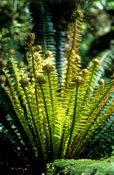 Travel photography:Crownfern uncurling, New Zealand