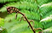 Travel photography:Fern on Heaphy Track, New Zealand