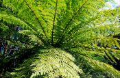 Travel photography:Panga (tree fern), New Zealand