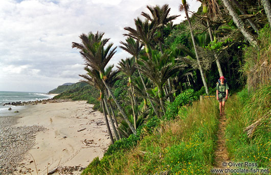 Hiker on the coastal section of the Heaphy track