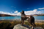 Travel photography:Bronze sculpture of Friday the sheep dog of James MacKenzie overlooking Lake Tekapo, New Zealand