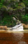 Travel photography:Small island in a black-water river on Stewart Island, New Zealand