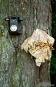 Travel photography:Phone and directory on a tree near Halfmoon Bay on Stewart Island, New Zealand