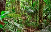 Travel photography:Ferns on the Inland Pack Track, New Zealand