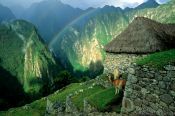 Travel photography:Llamas at Machu Picchu, Peru