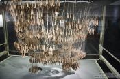 Travel photography:Upside down model designed by Gaudí to evaluate the statics of the Sagrada Familia, Spain