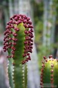 Travel photography:Flowering cactus on Gran Canaria, Spain
