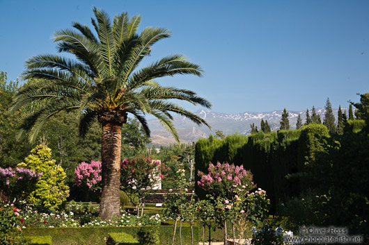 Park and gardens of the Generalife of the Granada Alhambra with the Sierra Nevada in the background
