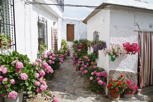 Houses in Pampaneira