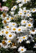 Travel photography:Daisy flowers in the gardnes of the Generalife of the Granada Alhambra, Spain