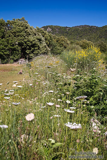 Meadow near Lluc in the Serra de Tramuntana mountains