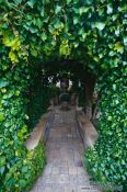Travel photography:Ivy-covered archway in the Valldemossa Cartuja Carthusian monastery gardens, Spain