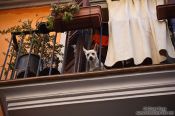 Travel photography:Dog on a balcony in Palma, Spain