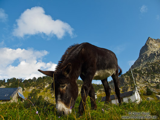 Donkey at the La Renclusa refuge at the base of the Aneto mountain