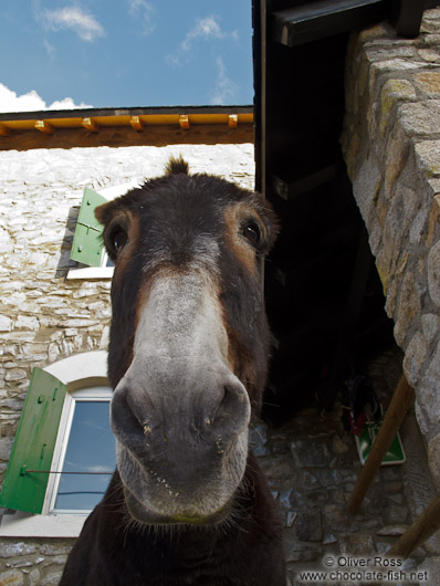 Donkey at La Renclusa refuge at the base of the Aneto mountain