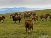 Travel photography:Horses in the Alto Pirineo National Park, Spain