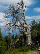 Travel photography:Dead tree in the Alto Pirineo National Park, Spain