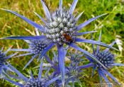 Travel photography:Thistle in the Alto Pirineo National Park, Spain