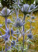 Travel photography:Thistles in the Alto Pirineo National Park, Spain