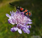 Travel photography:Small insect on flower in the Alto Pirineo National Park, Spain