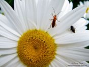 Travel photography:Mountain daisy with insects in the Alto Pirineo National Park, Spain