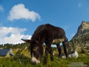 Travel photography:Donkey at the La Renclusa refuge at the base of the Aneto mountain, Spain