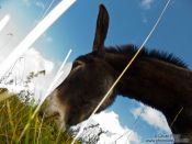 Travel photography:Donkey at the La Renclusa refuge at the base of the Aneto mountain, Spain