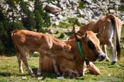 Travel photography:Cows near the Pic de Bastiments, Spain