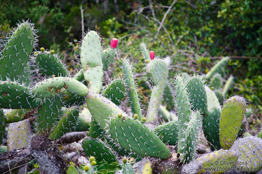 Cactus in Anaga Rural Park