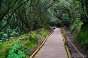 Travel photography:Laurisilva forest in Anaga Rural Park on Tenerife, Spain