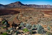 Travel photography:View over Teide National Park with Echium wildpretii plants, Spain