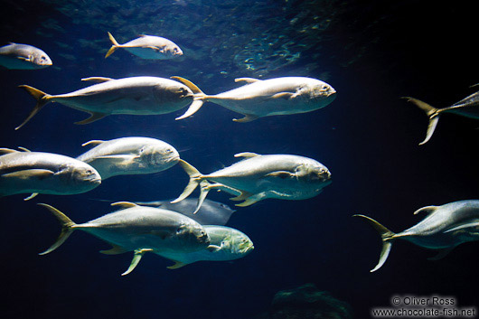 Fishes in the Valencia Aquarium