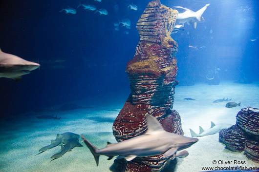 Sharks in the Valencia Aquarium