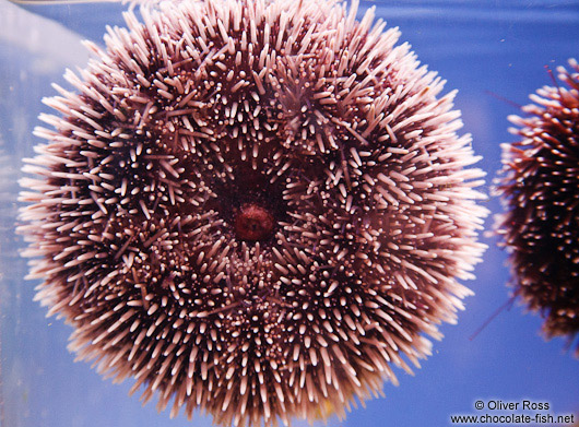 Sea urchin in the Valencia Aquarium