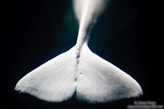 Beluga Whale fin in the Valencia Aquarium 